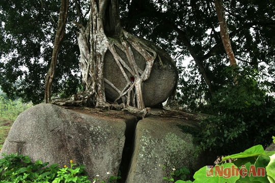 Cận cảnh cây sanh mâm xôi con gà độc đáo nhất Việt Nam