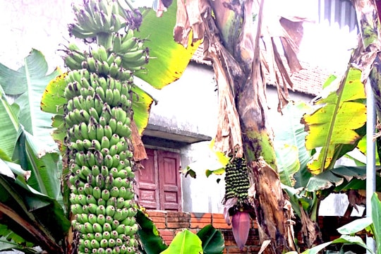 Nghệ An: Độc đáo buồng chuối hơn 100 nải