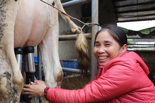 Nông dân Tân Kỳ thu 100 triệu đồng/tháng từ bò sữa