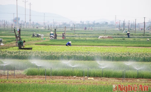 Khoan giếng, trồng rau xanh đạt hơn 260 triệu đồng/ha