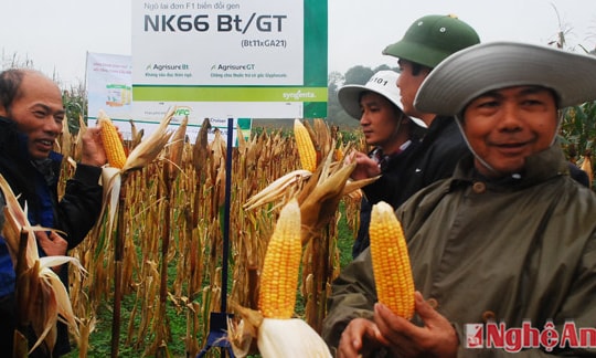 Thanh Chương tổ chức hội thảo về giống ngô lai cho năng suất tăng 20%