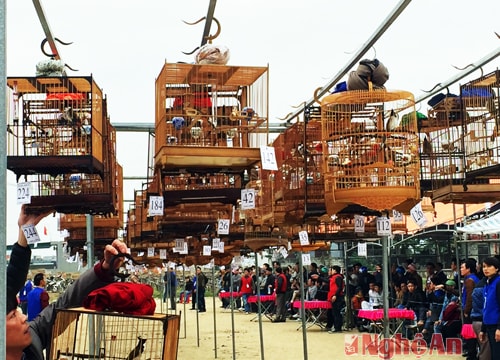 250 lồng chim dự thi "Tiếng hót chim chào mào chào xuân 2016"