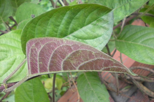 Dùng lá mơ lông bạn sẽ không cần uống thuốc?