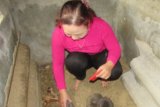 Mô hình nuôi dúi hiệu quả ở Nghĩa Đàn