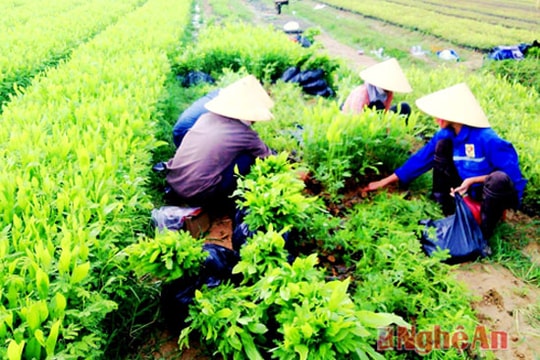 Quỳnh Lưu: Trồng hơn 250 ha rừng trong vụ Xuân