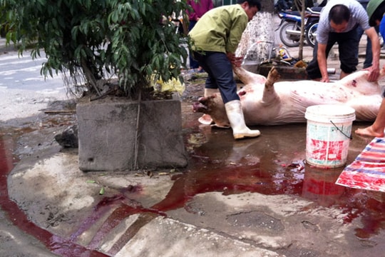 Vô tư biến vỉa hè thành nơi giết mổ gia súc