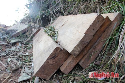 Tịch thu gỗ khai thác trái phép ở Kỳ Sơn
