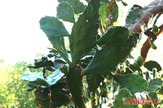 Độc đáo cây xương rồng khổng lồ trên đá.