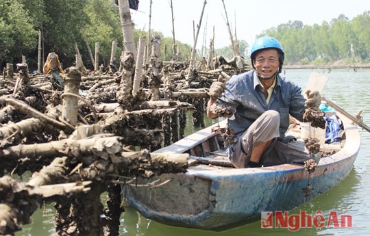 Nuôi hàu - ít vốn nhiều lời