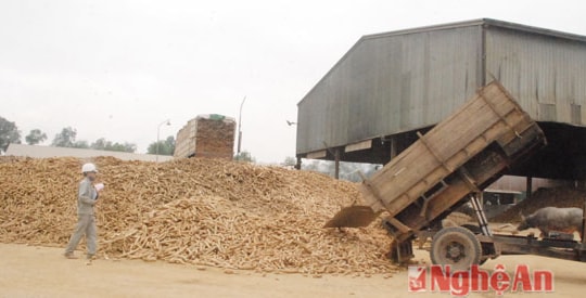 Nhà máy tinh bột sắn Intimex: Tiêu thụ 140.000 tấn sắn củ/năm