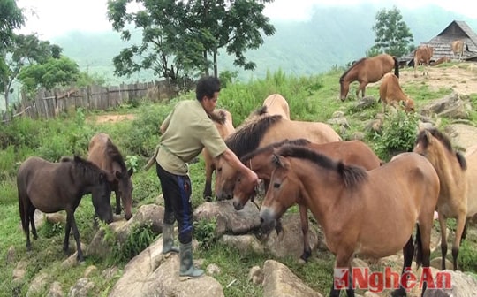 Quế Phong phấn đấu tổng đàn gia súc lên 75 ngàn con