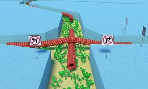 Siêu máy tính sinh học chỉ to bằng quyển sách