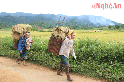 Nhịp gùi phụ nữ miền Tây Nghệ An dưới con mắt thầy giáo cắm bản