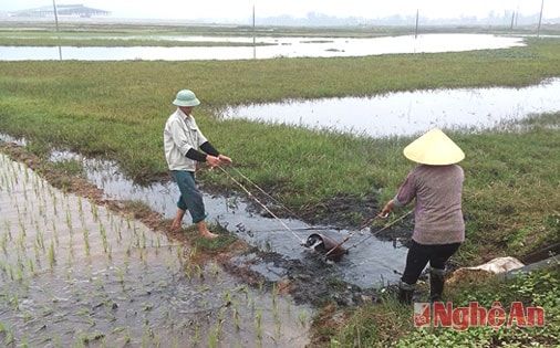 Nghi Lộc tập trung chăm sóc 10.000 ha cây trồng vụ xuân