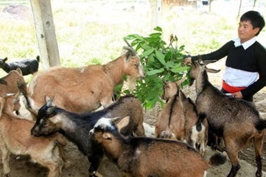 Nâng hạn mức cho vay để giải quyết việc làm cho thanh niên