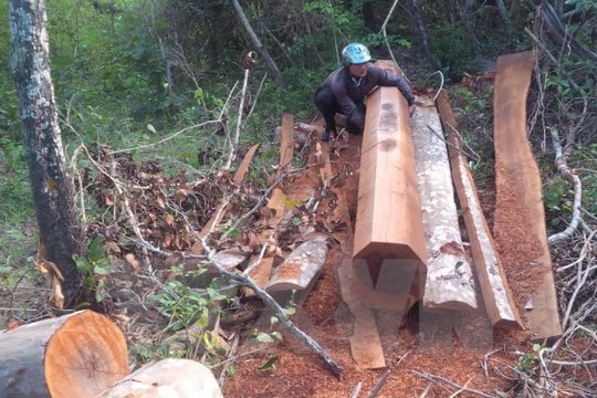 Kỷ luật 15 cán bộ liên quan vụ phá rừng phòng hộ