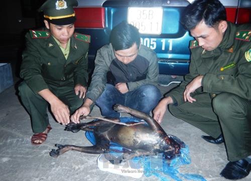 Khởi tố vụ án vận chuyển Voọc quý hiếm đã bị làm thịt