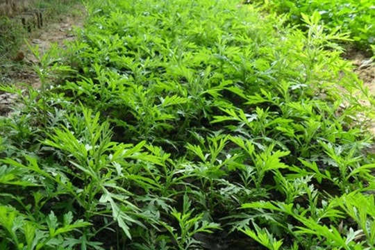 Tác dụng diệu kì của ngải cứu