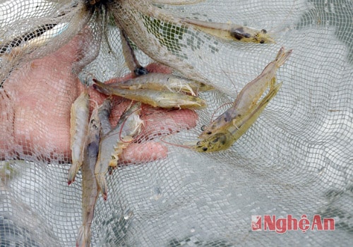 Tôm vụ đông thua năng suất, thắng giá bán