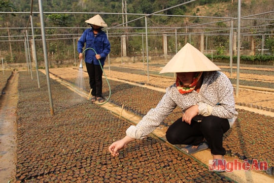 Chuẩn bị trên 1,1 triệu cây giống trồng rừng vụ xuân hè