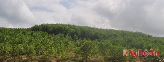 Trồng hơn 810 ha rừng tại vùng đệm Khu bảo tồn thiên nhiên Pù Huống