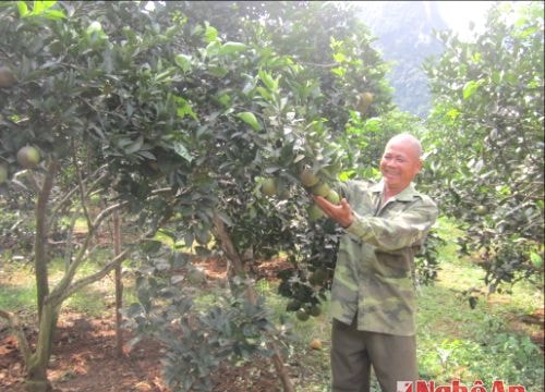 Con Cuông có 260 ha cam cho thu hoạch