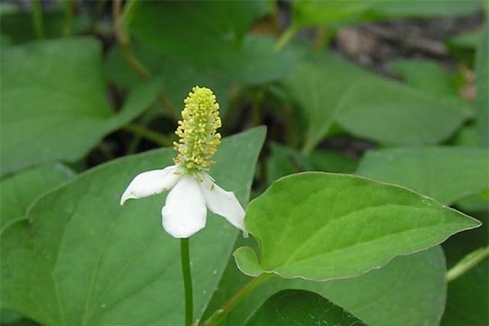 Bài thuốc chữa sỏi thận không cần dùng thuốc tây