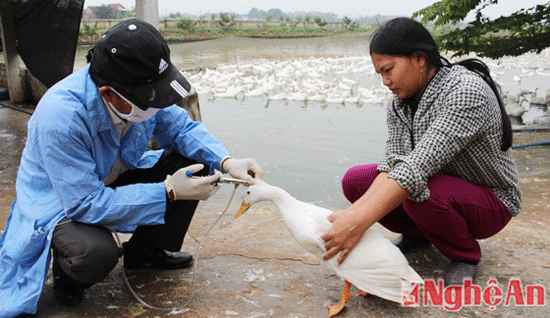 Quỳnh Lưu: Phấn đấu đạt 1 triệu mũi tiêm phòng cho gia cầm