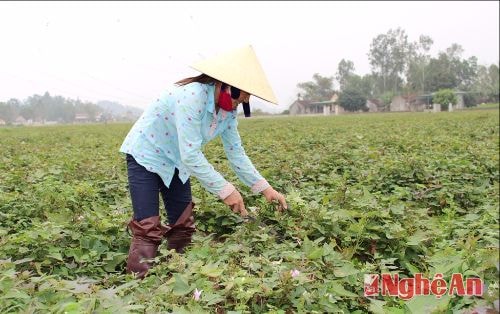 Trồng khoai lang đỏ ở Nghệ An đạt 360 triệu đồng/ha