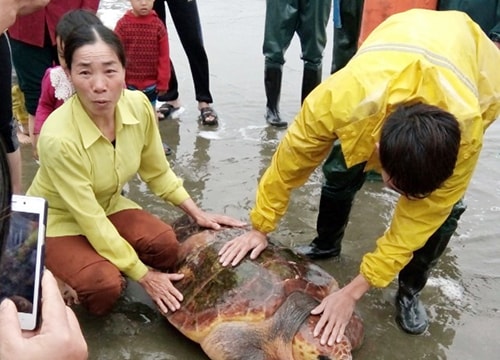 Từ chối 300 triệu, một ngư dân nghèo ở Nghệ An thả rùa quý hiếm về biển