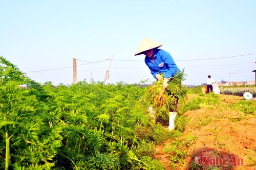 Quỳnh Minh huy động 140 tỷ đồng xây dựng NTM