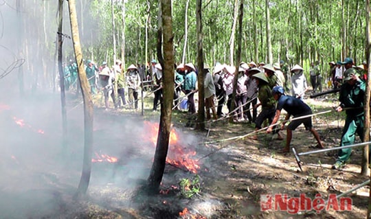 Yên Thành: Xử lý 5 vụ vi phạm lâm luật, tịch thu gần 3m3 gỗ