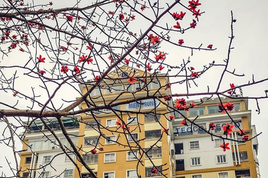 Mùa hoa gạo phố Vinh