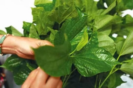 Mẹo trị dứt viêm xoang nhờ lá lốt