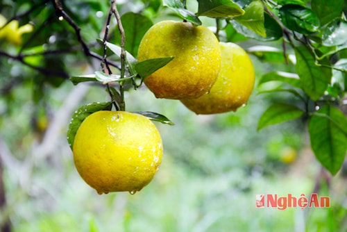 Hướng đi mới cho nông nghiệp Nghệ An