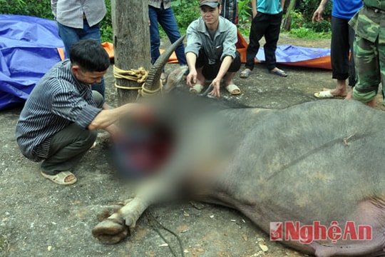 Nghệ An: Trâu vẫn bị chém tại lễ hội đền Chín Gian