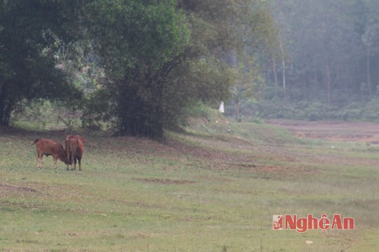 Nghệ An: Hồ chứa khô cạn, nguy cơ hạn hán kỷ lục