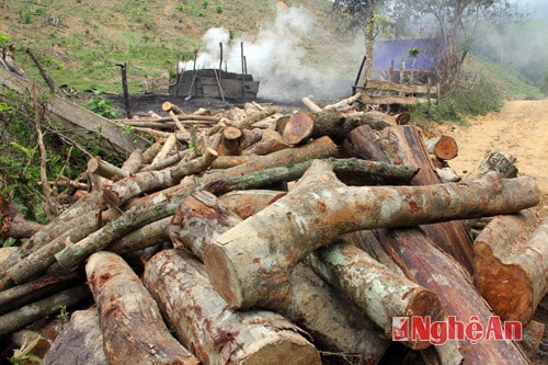 Nghệ An: Người dân vin vào lí do thiếu đất để phá rừng