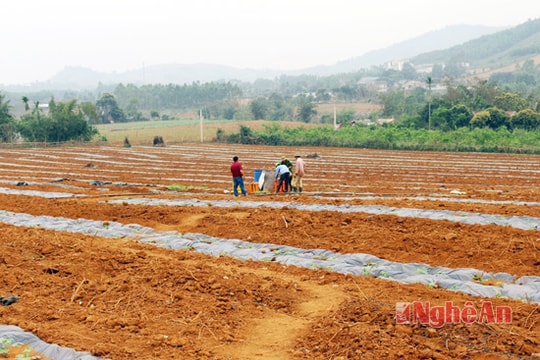 Nông dân Nghệ An ra Thanh Hóa thuê đất trồng dưa hấu