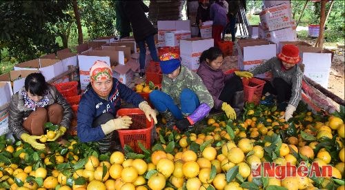 Phát triển nông nghiệp bền vững, hiệu quả ở Nghệ An