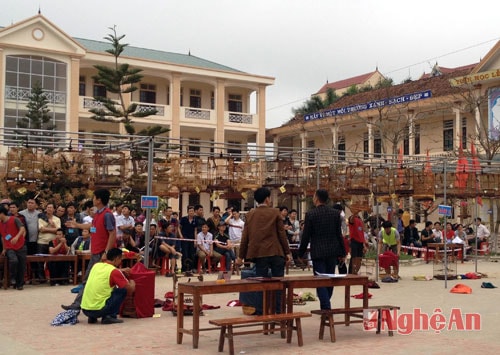 Gần 300 chú chào mào tham dự Hội thi chim