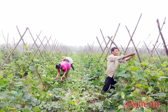 200 ha rau màu vụ xuân ở Anh Sơn (Nghệ An) cho thu nhập cao