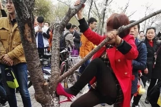 Phẫn nộ vì khách Trung Quốc phá hoa anh đào