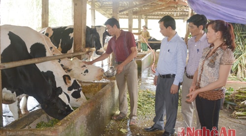 Thái Hòa nâng tổng đàn bò sữa lên 1.000 con