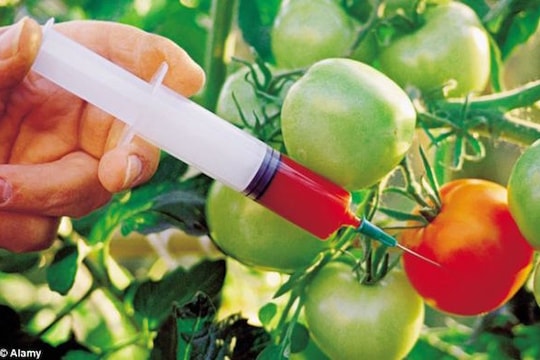 Thực vật biến đổi gen ứng phó với biến đổi khí hậu