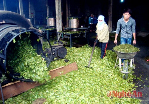 Tác dụng bất ngờ của trà xanh