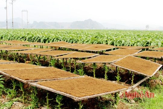 Bí kíp hút khách của thuốc lào Quỳnh Dị