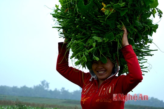 Mùa bù rợ ở bãi nổi Sông Lam