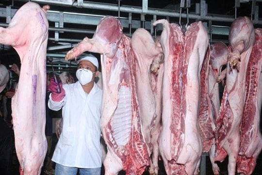 Kiểm tra 4.000 mẫu nước tiểu lợn "truy tìm" chất cấm