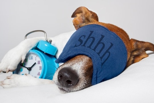 Cuộc sống hiện đại đang làm chúng ta dần quên đi giấc ngủ